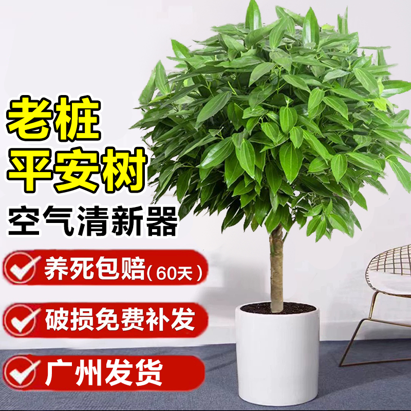 平安树盆栽室内大型绿植客厅办公室招财树盆景新房净化空气幸福树