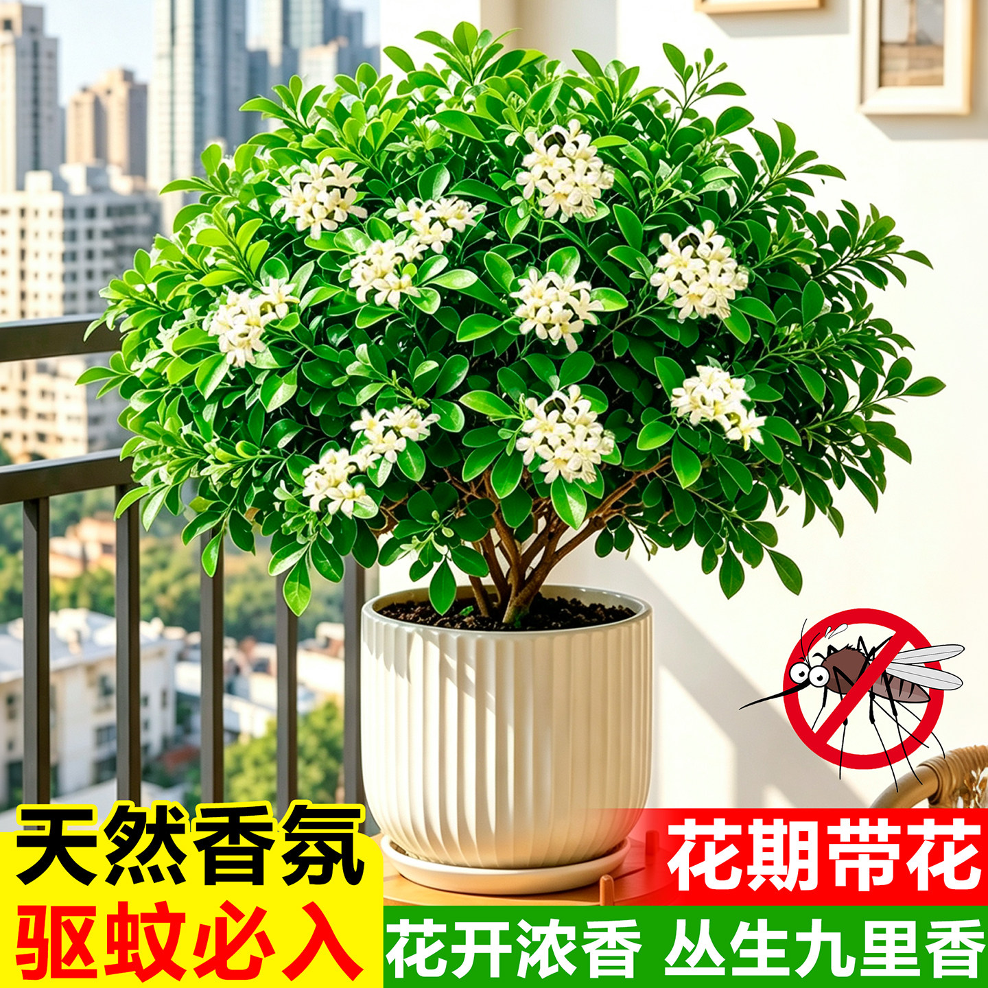 九里香盆栽室内客厅四季驱蚊花卉绿植室外阳台庭院好养易活夜来香图片