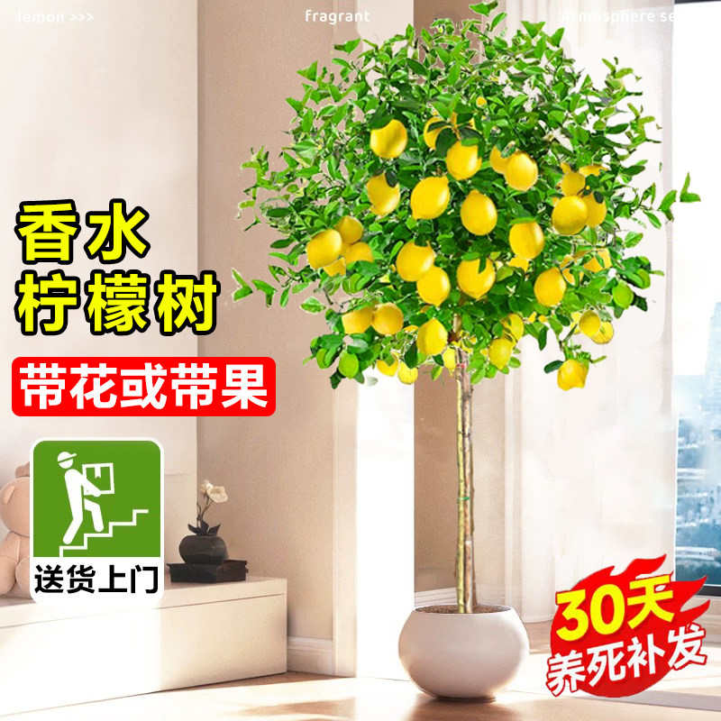 大型香水柠檬树苗盆栽带果除甲醛
