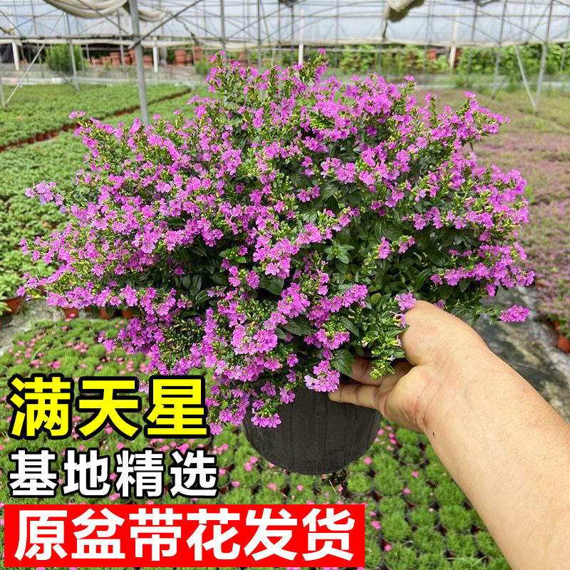 满天星盆栽庭院四季好养鲜花盆景图片