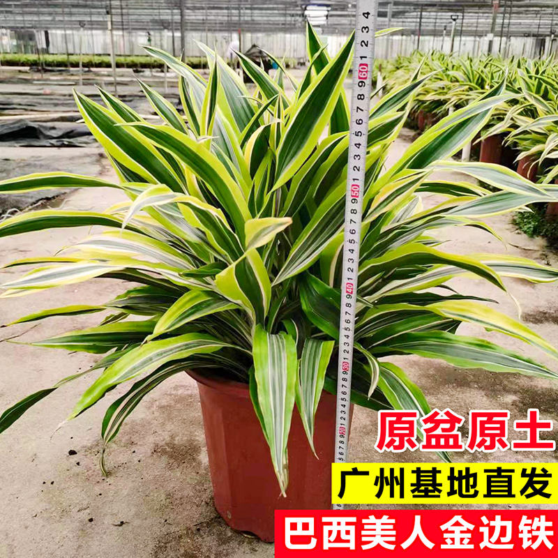 巴西美人铁盆栽金边龙血树吸甲醛