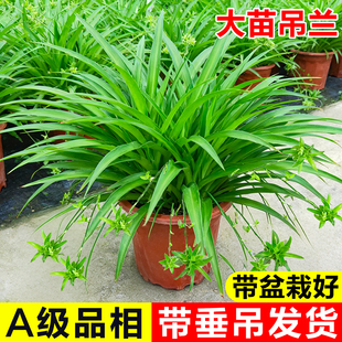 青叶吊兰盆栽室内垂吊大苗阳台四季 好养花卉绿植净化空气大叶绿萝