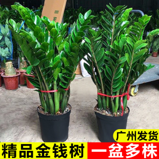 金钱树盆栽客厅大型招财树绿植办公室内桌面盆景摇钱串子好养植物