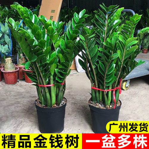 金钱树盆栽客厅招财树绿植盆景