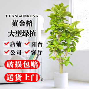 黄金榕盆栽客厅橡皮树净化空气富贵榕大型绿植办公室阳台庭院好养