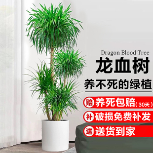 龙血树多头老桩客厅大型旺宅落地绿植物阳台四季常青千年木龙须树