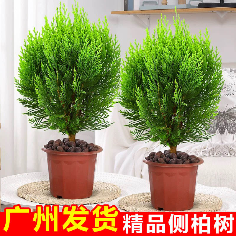 侧柏松柏树苗四季常青室内盆景图片