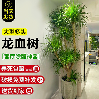 龙血树客厅旺宅真绿植老桩多头龙须树办公室内好养植物除甲醛盆景