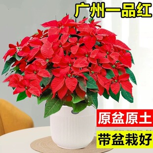 一品红盆栽室内客厅喜庆圣诞花苗年宵花桌面绿植观赏鲜花鸿运当头