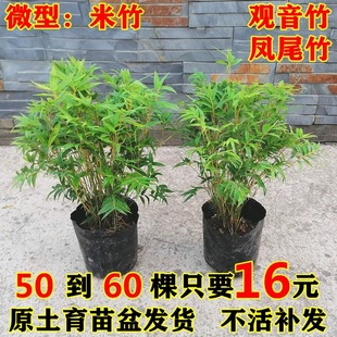 米竹盆栽观音竹凤尾竹可水培矮化竹子苗室内阳台微型盆景观赏绿植