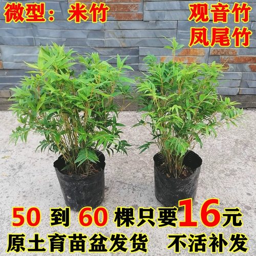 米竹盆栽室内阳台可水培竹子苗