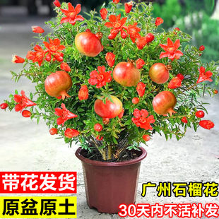 石榴花盆栽室内客厅可食用四季观赏果树盆景阳台耐寒花卉老桩绿植