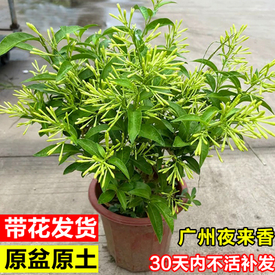 夜来香盆栽带花苞室内外庭院驱蚊花卉绿植好养九里香花苗茉莉花苗
