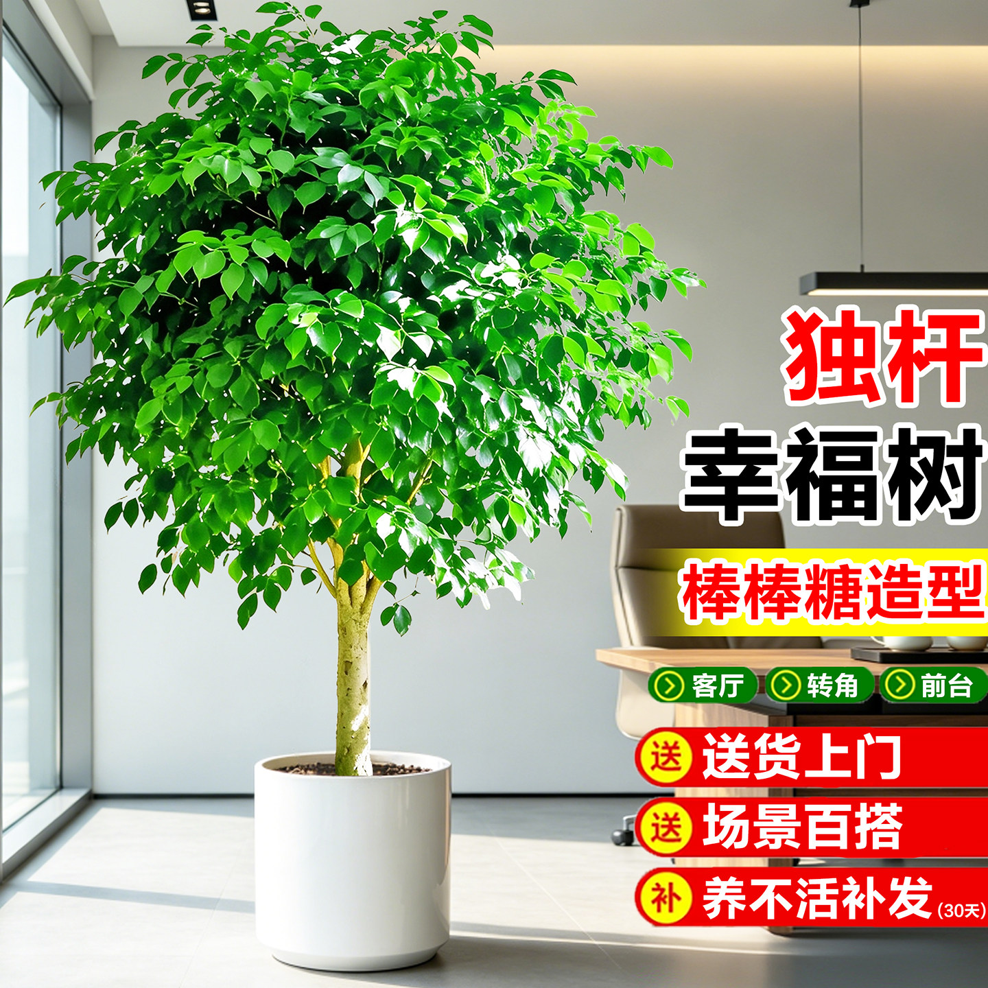 棒棒糖幸福树盆栽室内客厅四季好养绿植物老桩平安树送礼新家盆景