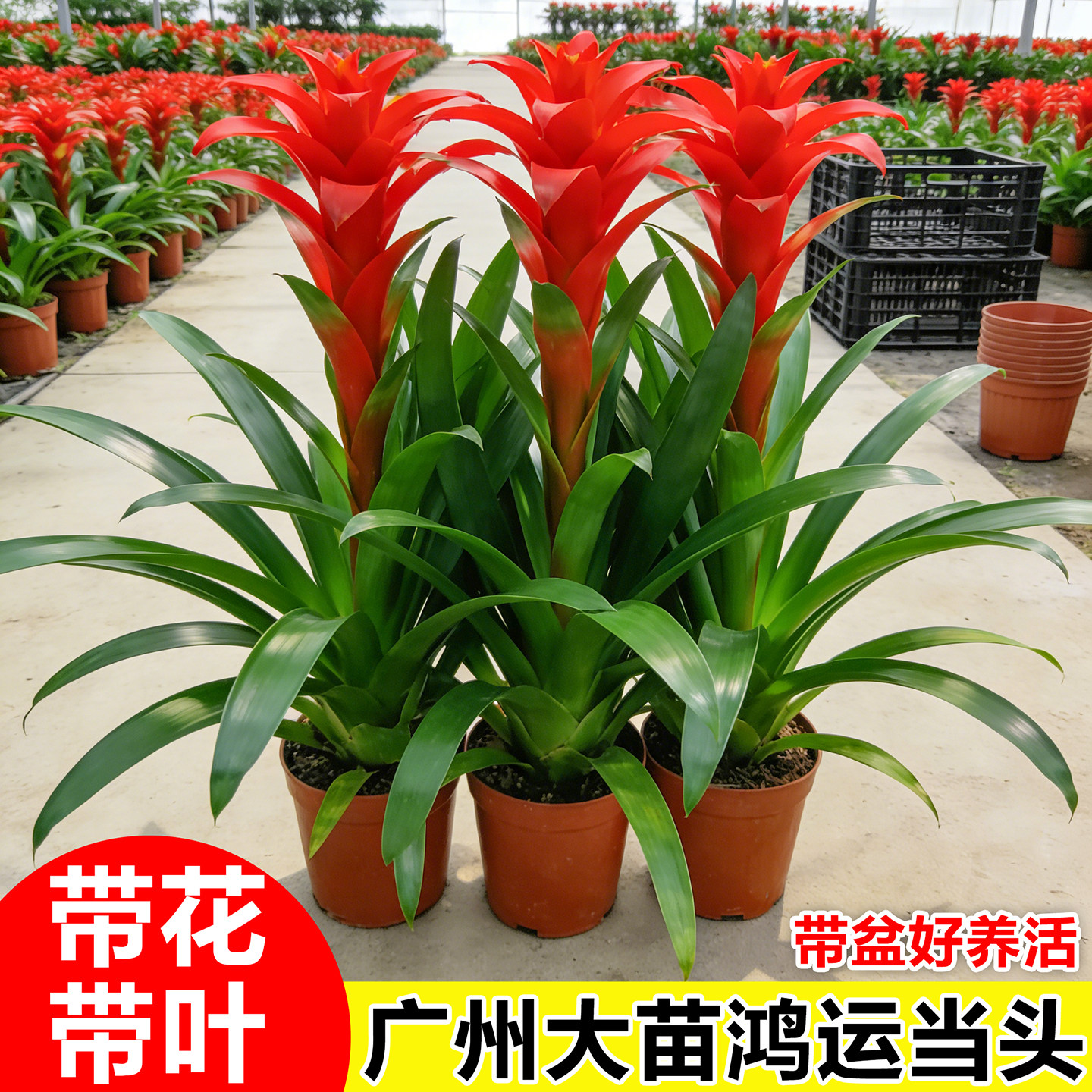 鸿运当头盆栽带花室内客厅四季红掌小红星鲜花卉绿植招财旺宅盆景