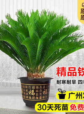 铁树盆栽室内外旺宅耐寒绿植