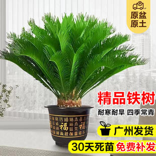 铁树盆栽大型龙铁树公母一对室内外旺宅植物阳台庭院耐寒花卉绿植