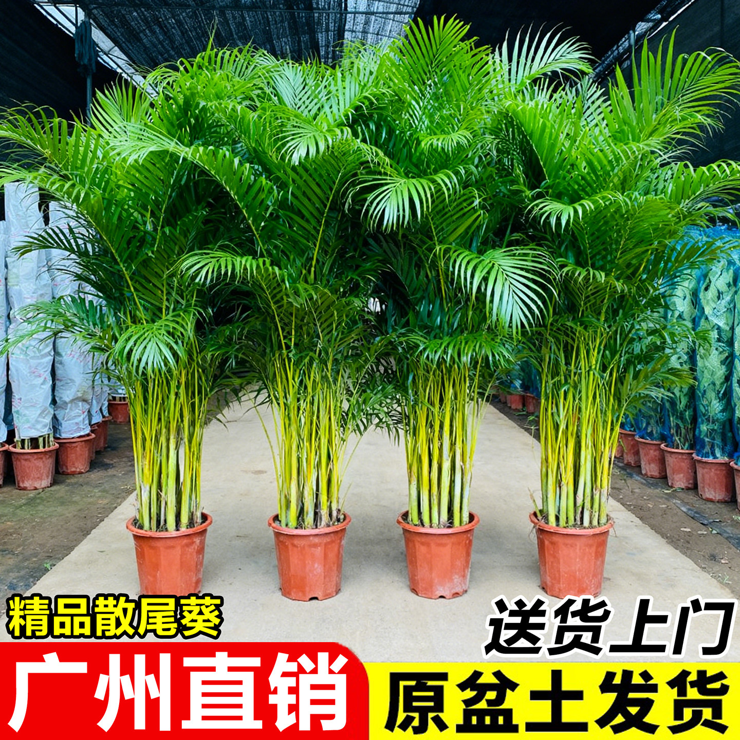 散尾葵植物盆栽客厅摆件大型绿植凤尾竹办公室内好养大号袖珍椰子