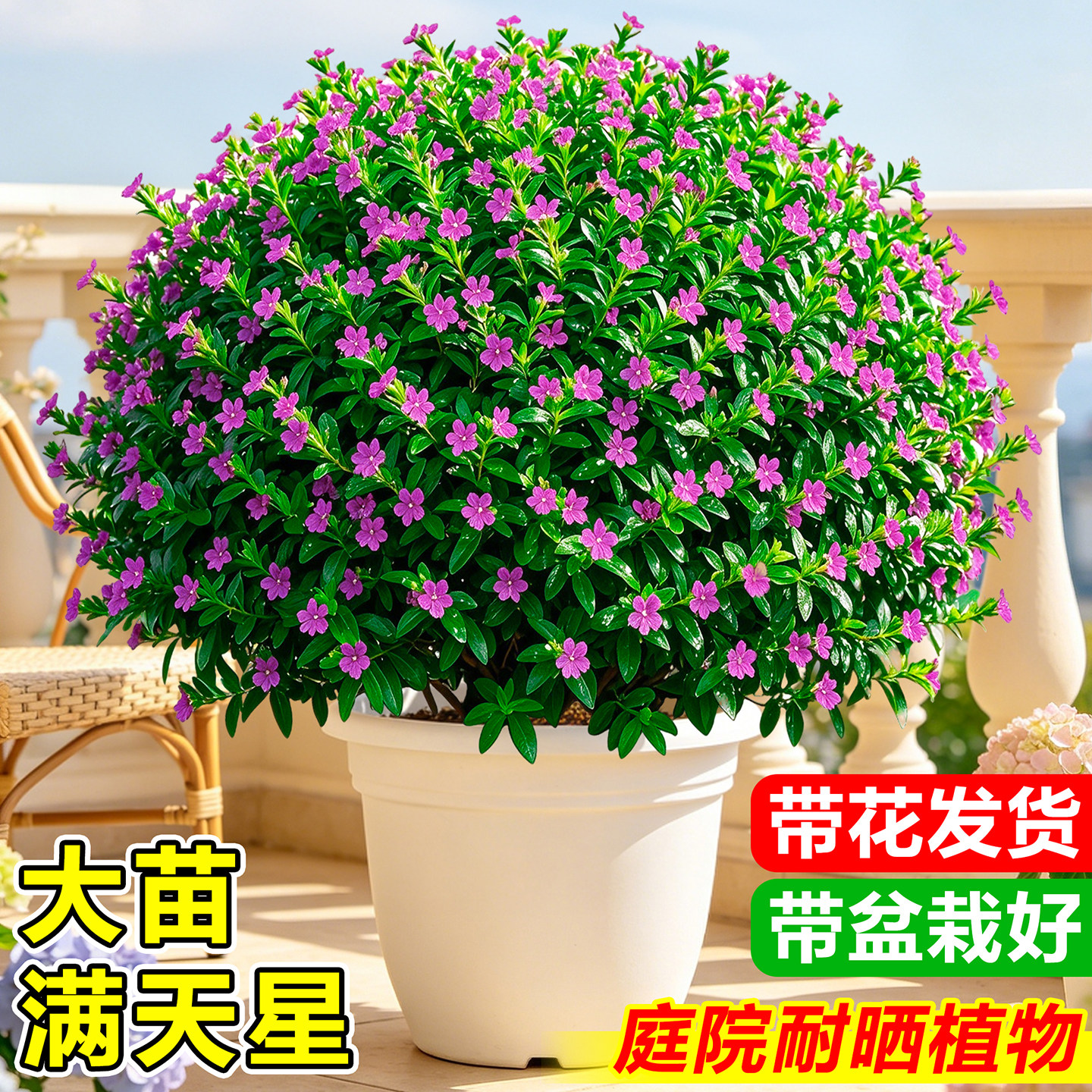 满天星盆栽带花庭院四季观赏花卉绿植园林工程绿化苗好养易活鲜花图片