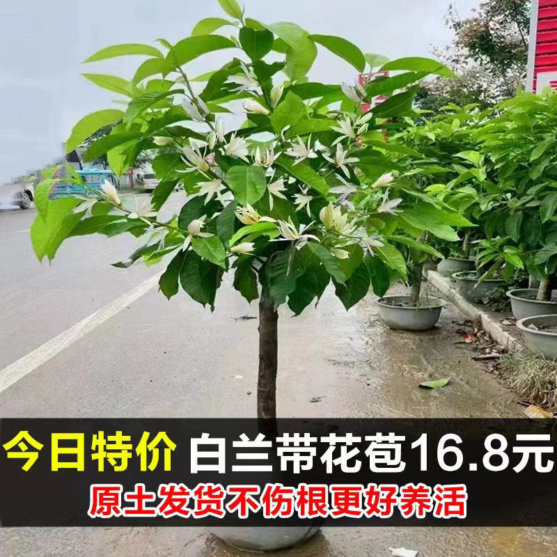 白兰花盆栽室内阳台庭院好养绿植玉兰树苗黄角兰带花苞浓香型花卉