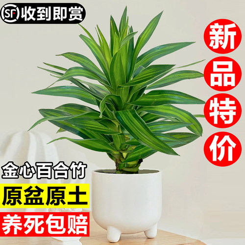 百合竹小苗客厅观叶绿植盆栽