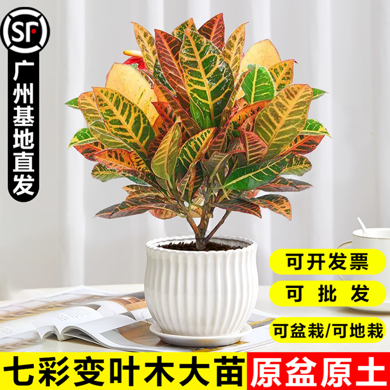 七彩黄金变叶木盆栽招财观叶绿植