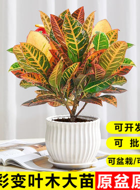 七彩黄金变叶木盆栽招财观叶绿植
