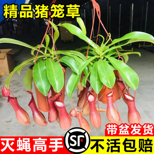 猪笼草捕蝇草食虫蚊趣味吊兰植物