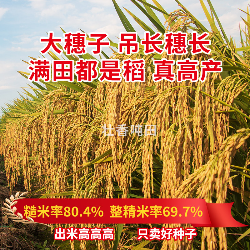 神9优28水稻种子高产水田双国审一级米抗倒伏抗病杂交稻种新谷种