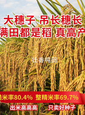 神9优28水稻种子高产水田双国审一级米抗倒伏抗病杂交稻种新谷种