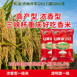 Q香优252浓香型一级米高端香稻高产高抗高出米水稻种子国企新谷种