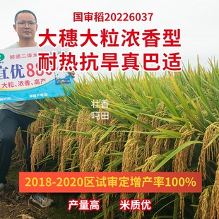 国审稻宜优880大穗大粒浓香型水稻种子耐热抗旱高产优质稻种谷种