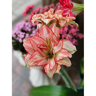 朱顶红澳洲品种安吉拉螺旋莓果皮皮贵妇梦幻干邑橙酒神魂颠倒