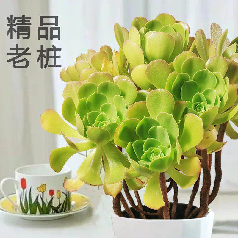 柠檬韶羞法师老桩精品多肉植物黄金韶羞玫瑰老桩室内花卉阳台庭院