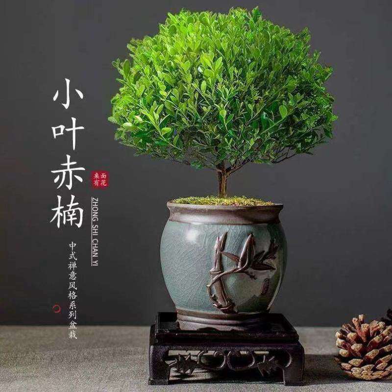 小叶丝金树苗小叶hgc3533楠木楠木盆景赤楠型金丝盆景甲醛桢楠吸