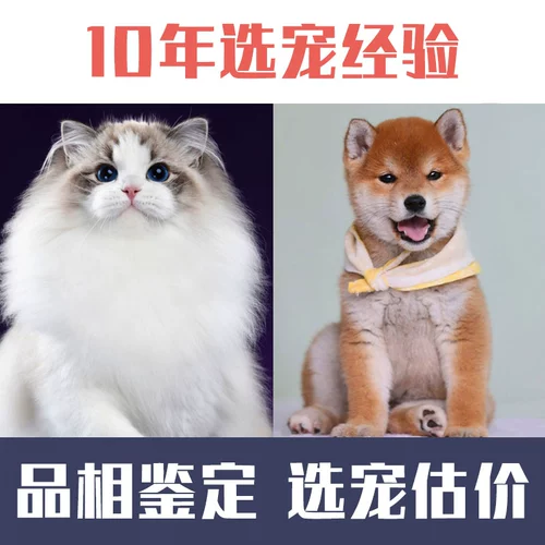 Оценка кошек домашние животные Pets Puppet Cat Dog and Dog Shiba Inu Идентификация цена Golden Getse Assulation Corki Bianpu