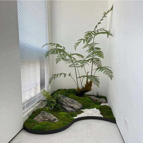 金丝蕨盆栽禅意造景落地猴头蕨