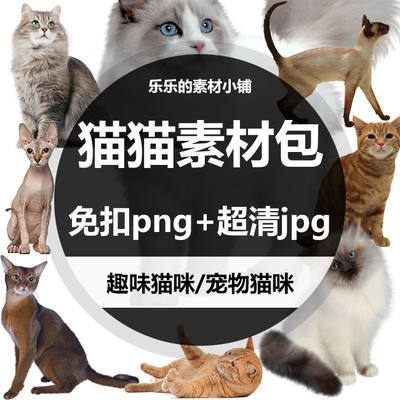 超高像素高清宠物猫可爱猫猫高清图片PNG免扣素材趣味猫咪JPG素材
