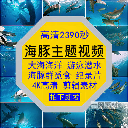 海豚主题视频大海洋游泳潜水群觅食纪录片4K后期合成高清剪辑素材