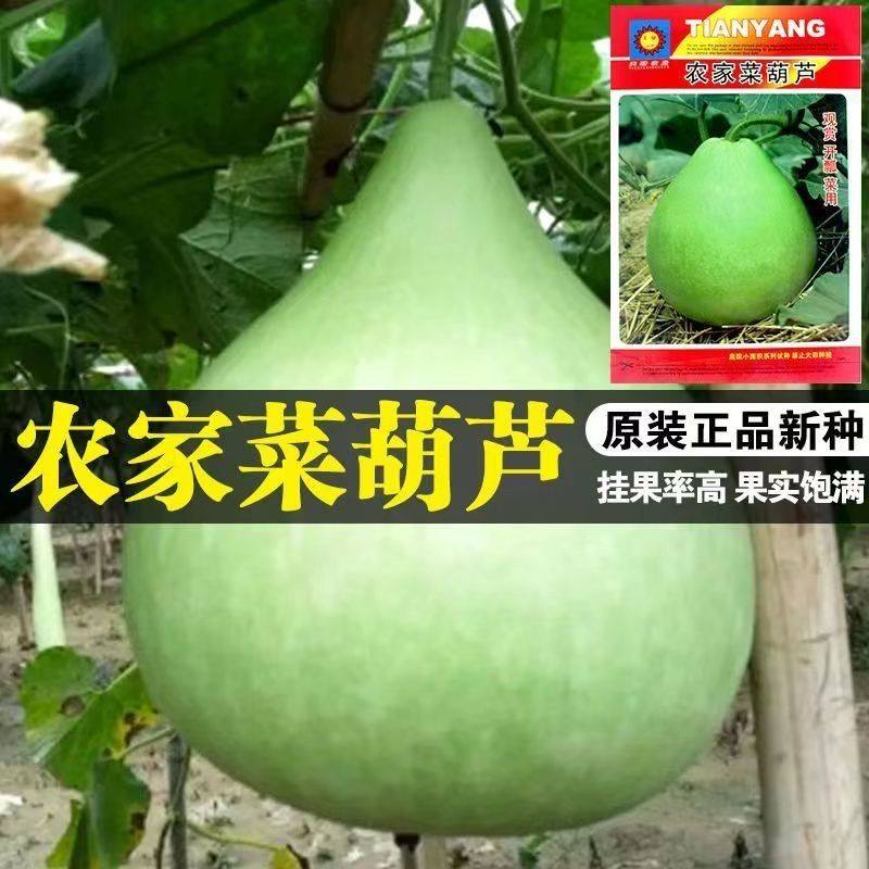 食用葫芦瓜蔬菜现摘新鲜蒲瓜付瓜厚肉瓠子瓜短瓠瓜菜葫芦圆瓠瓜籽