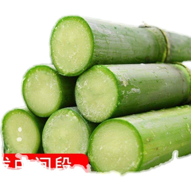 播种水果甜高粱种子耐旱