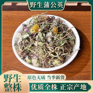 蒲公英中药材蒲公英茶 纯天然野生婆婆丁 新鲜蒲公英根夏枯草郁金