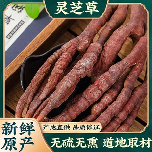 灵芝草中药材 500g克干货精选整枝新货草 灵芝林芝 鹿角灵芝草
