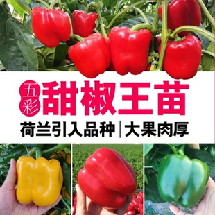大果五彩甜椒秧苗高产青红黄彩椒甜椒圆椒不辣微甜可盆栽可大棚