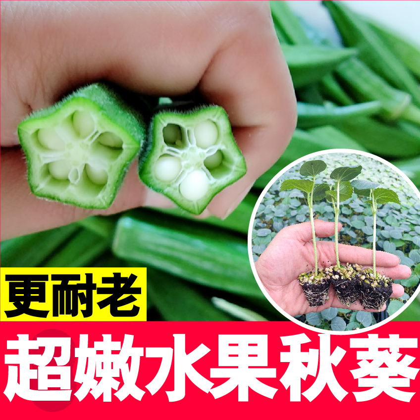 水果秋葵蔬菜苗带土发货