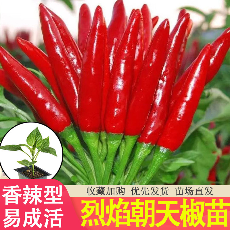 超辣进口朝天辣椒种子苗小米辣椒种籽盆栽阳台四季播高产蔬菜种孑