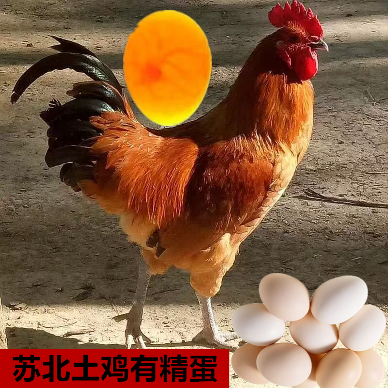 种鸡蛋受有精蛋现捡现发