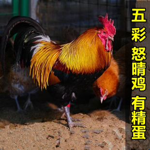五彩大公鸡种鸡蛋受有精蛋可观赏小鸡种鸡蛋贵州黄金五彩怒晴鸡蛋
