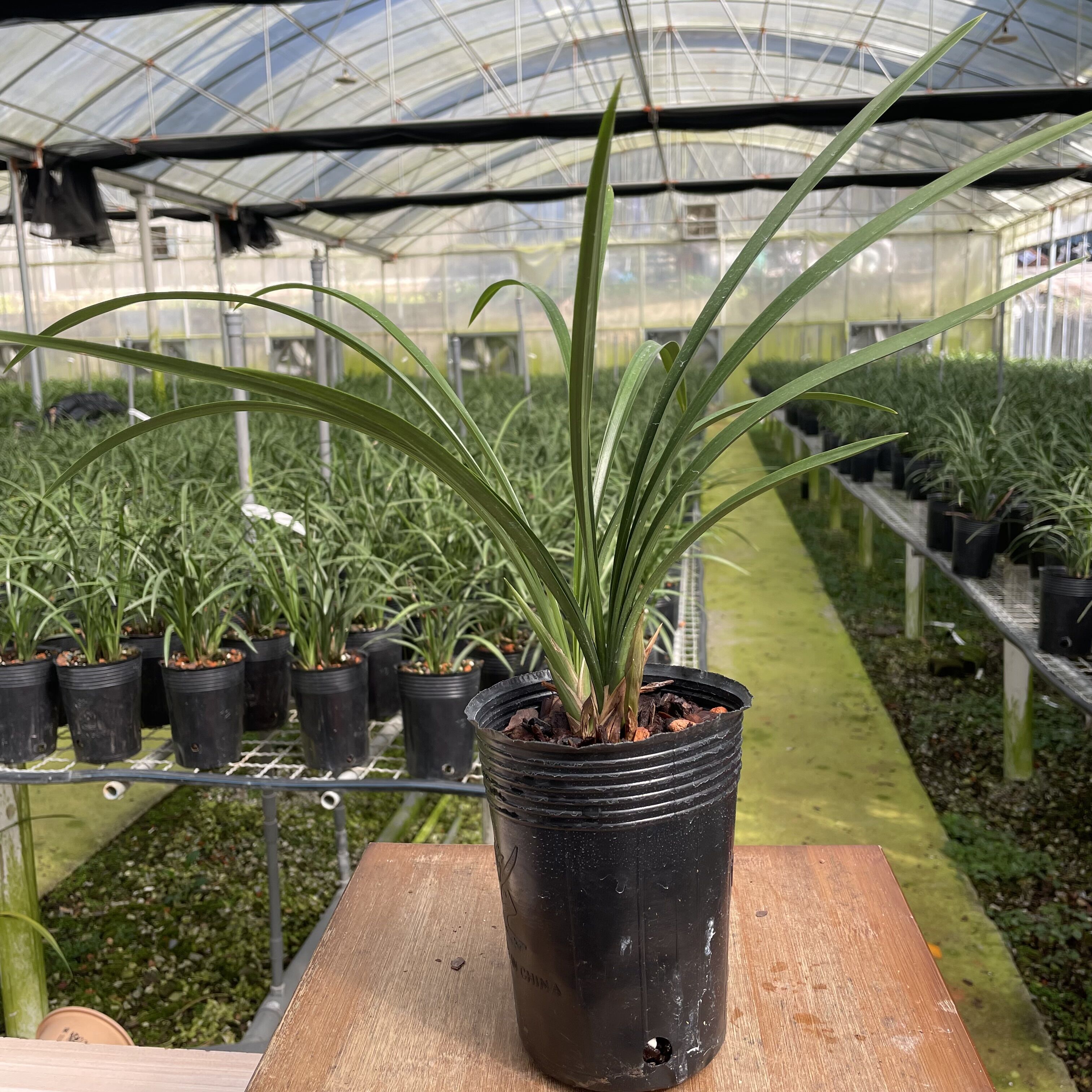 1建兰【红花开富贵】优草堂室内花卉绿植盆栽春兰年宵非常浓香奇