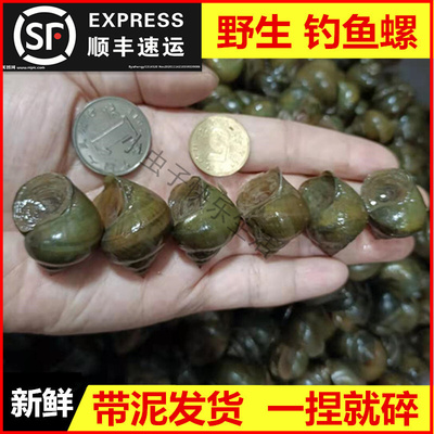 【顺丰包邮】脆螺鲜活钓鱼饵料黑鲩螺蛳青挂钩薄壳小号田螺钓鱼